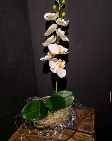 Орхидея 7 соцветий